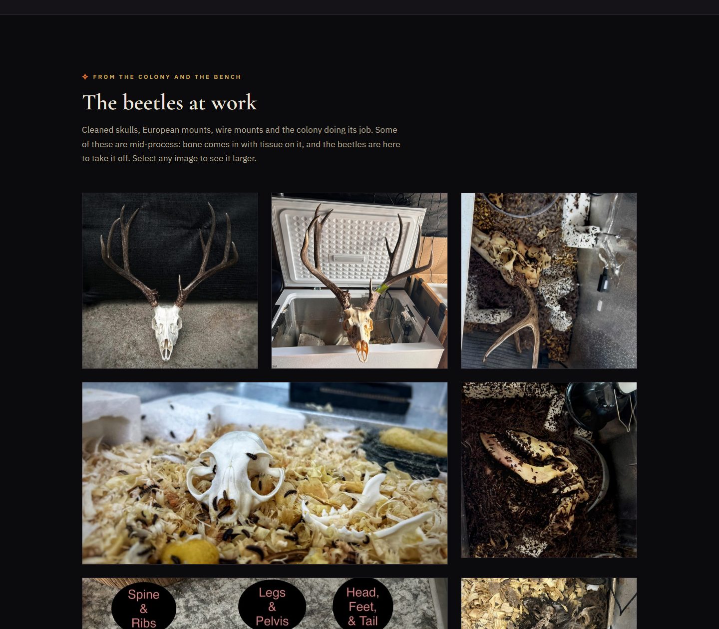 The skull-cleaning page's photo section — a finished deer European mount, a skull in a chest freezer, beetle-tank shots, bones sorted into labeled tubs on a double-width tile, and a small skeleton laid out on wood